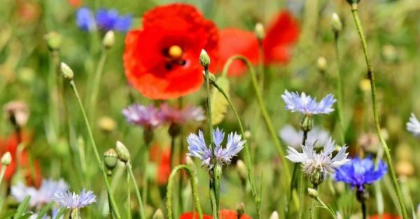 Wir sind WILD auf WIESE! 